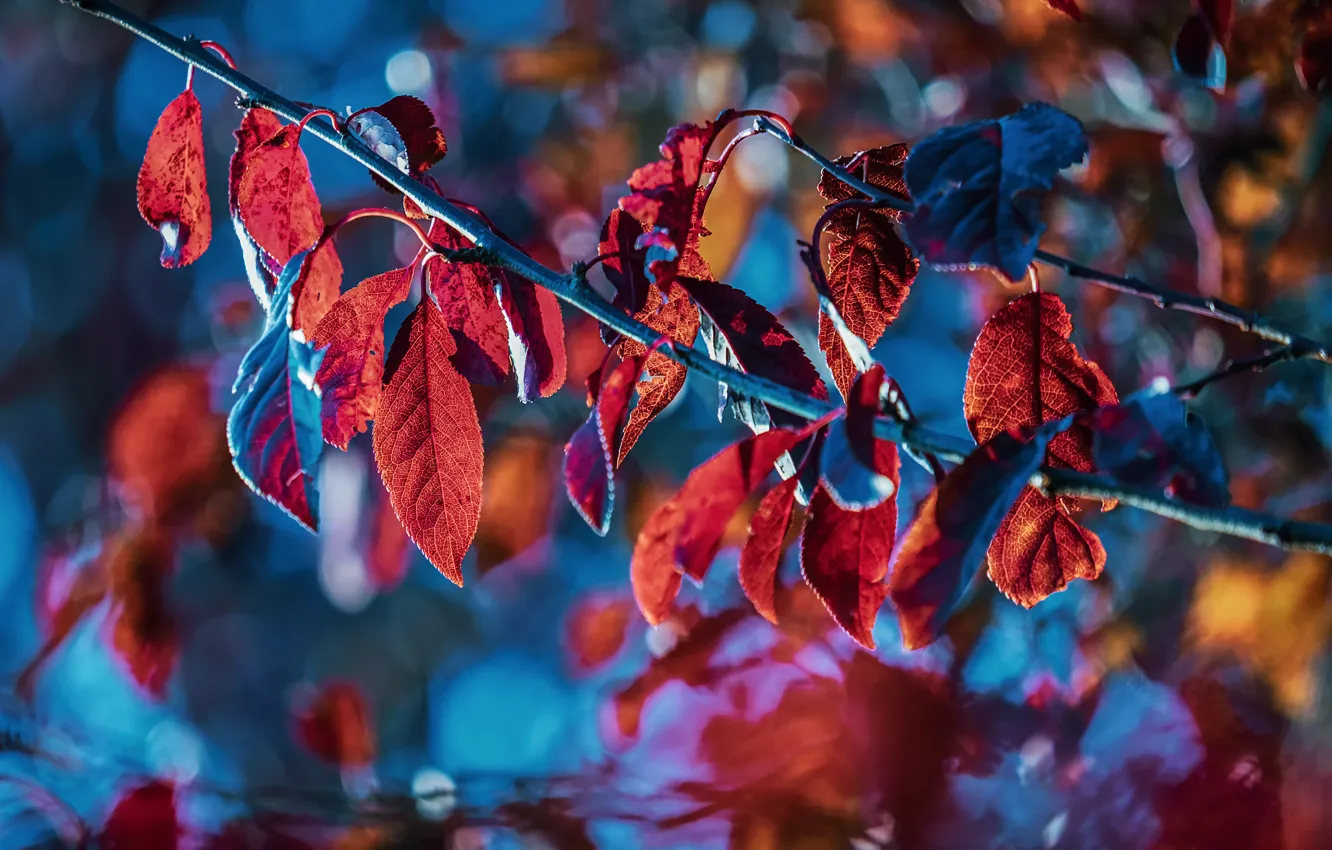 Photo wallpaper autumn, leaves, light, branches, blue, nature, background, bright