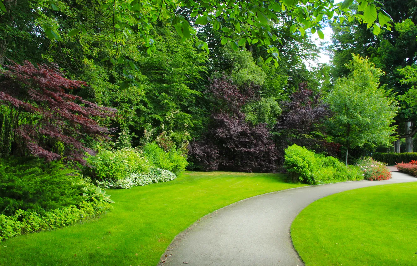 Photo wallpaper trees, park, alley