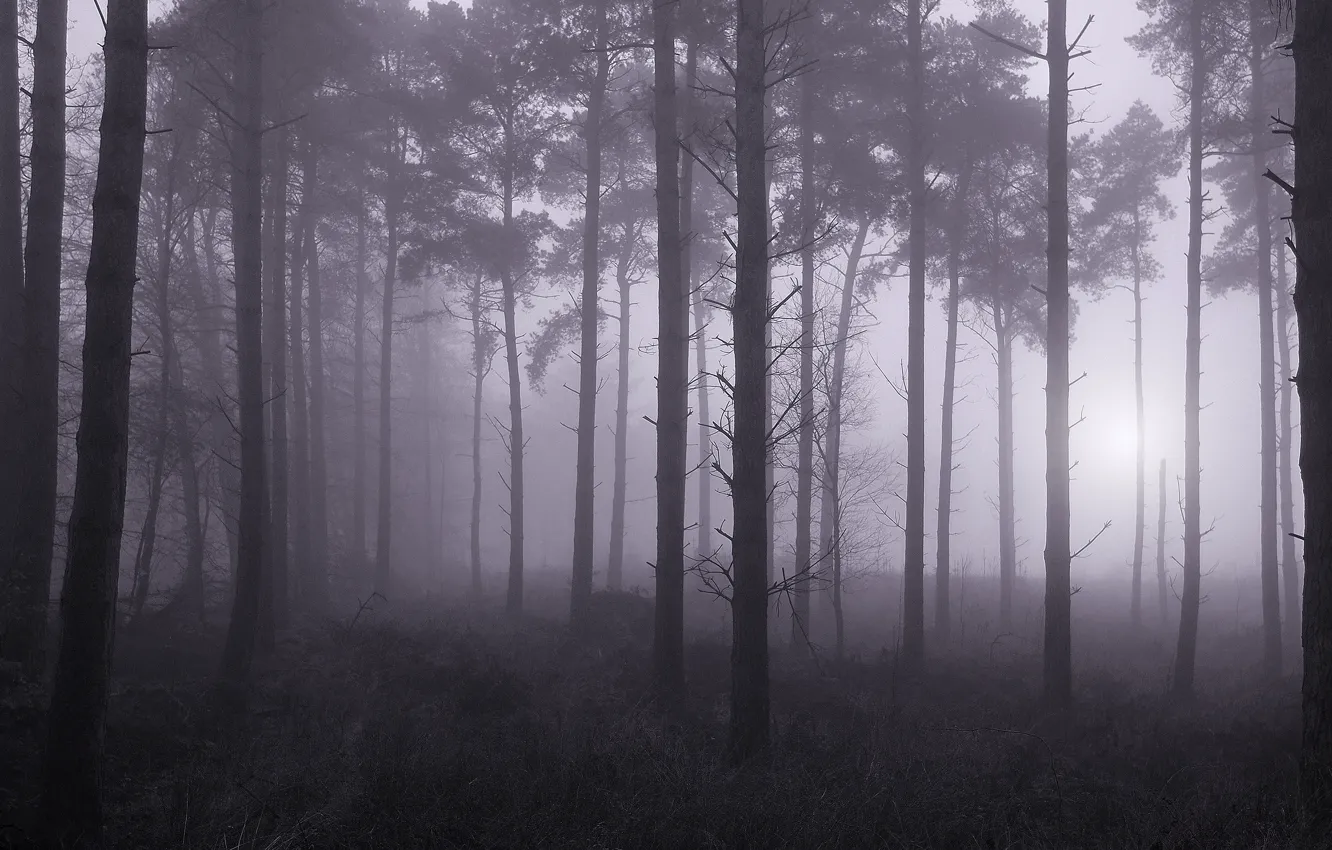 Photo wallpaper forest, trees, nature, fog, Kenneth Barker