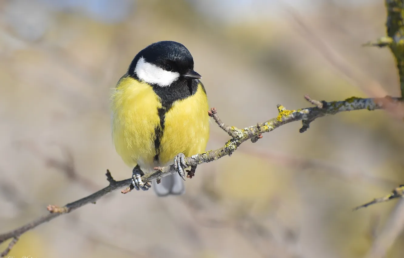 Photo wallpaper bird, photohunt, Big tit