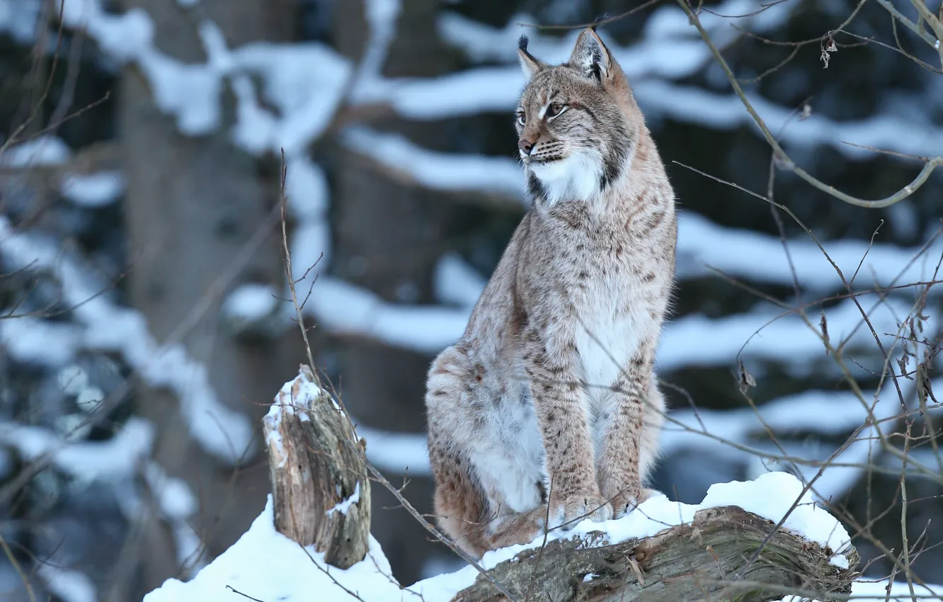 Photo wallpaper winter, forest, snow, lynx, wild cat