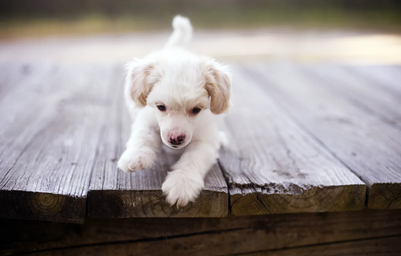 Photo wallpaper bridge, dog, puppy