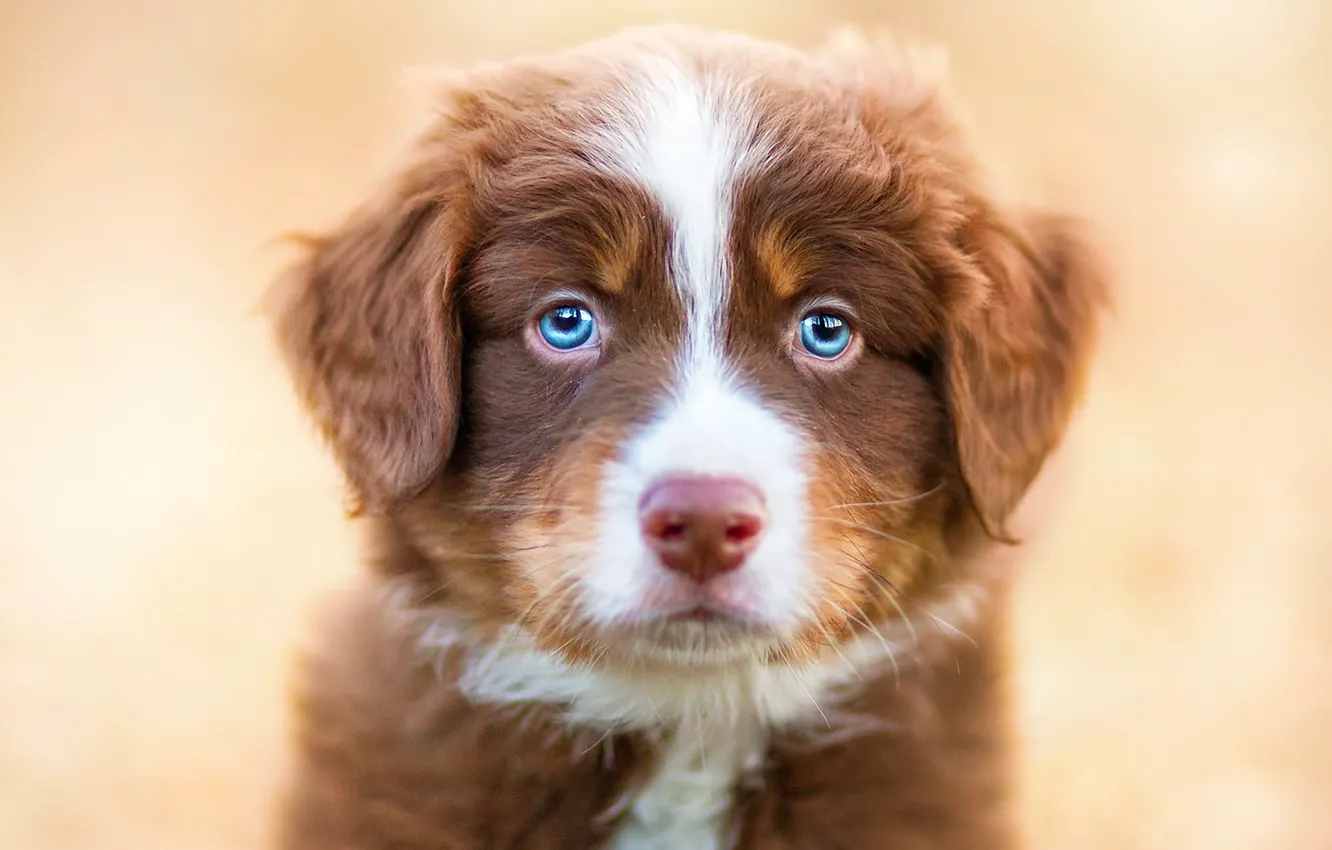 Photo wallpaper animals, look, dog, puppy, blue eyes