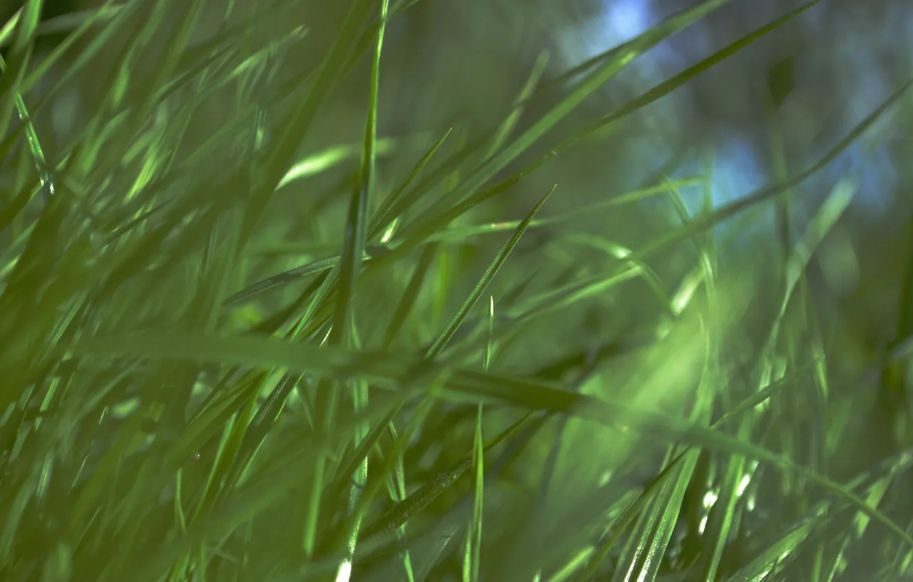 Photo wallpaper grass, macro, green