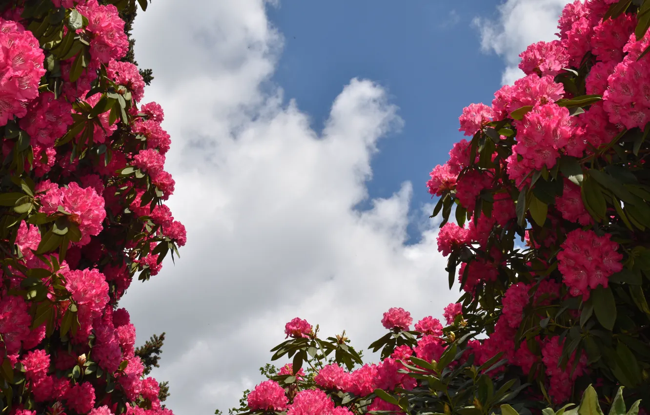 Photo wallpaper the sky, leaves, clouds, flowers, blue, spring, pink, flowering