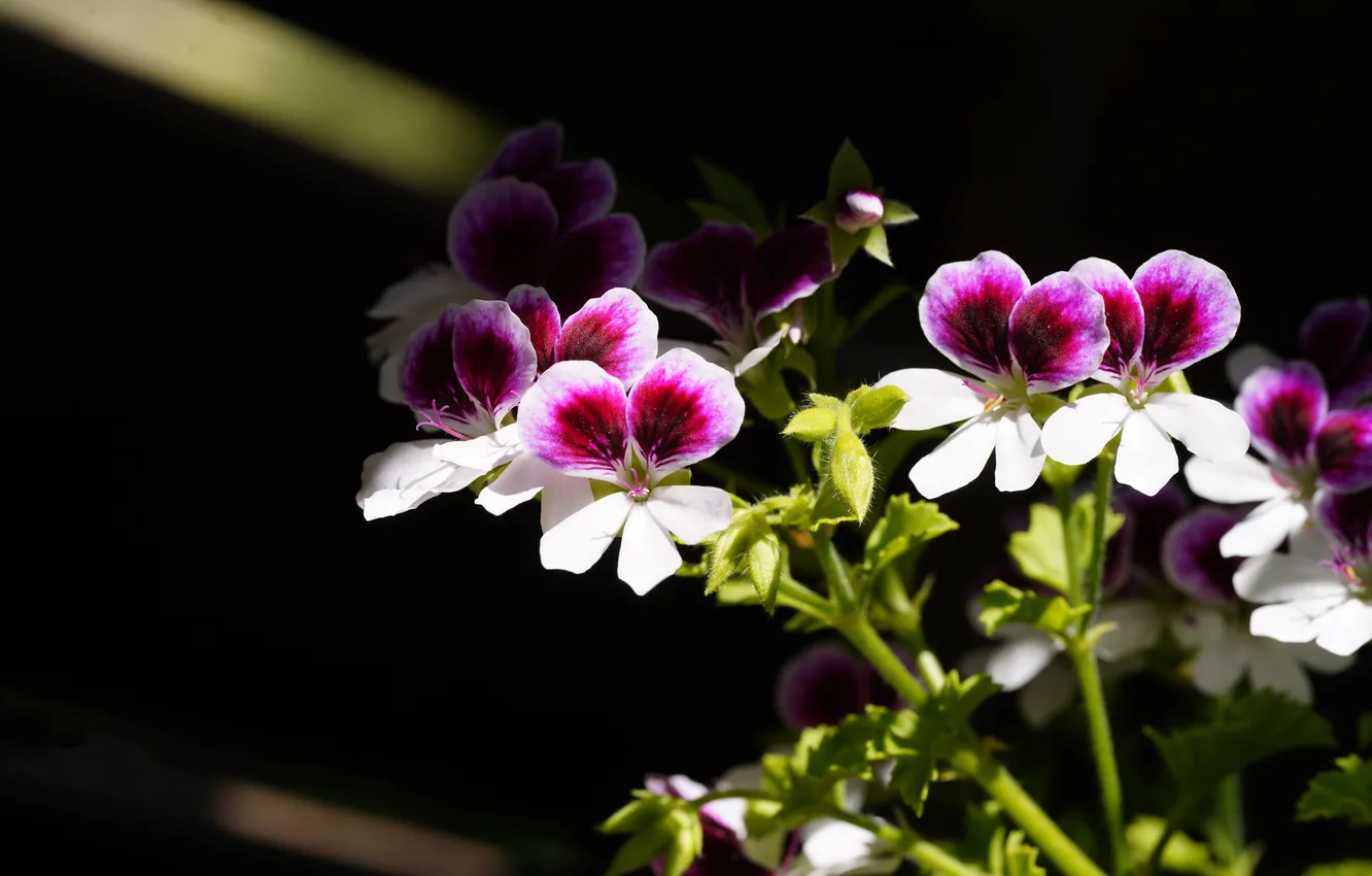 Photo wallpaper light, flowers, shadow, stem, black background, two-tone, geranium, bushes