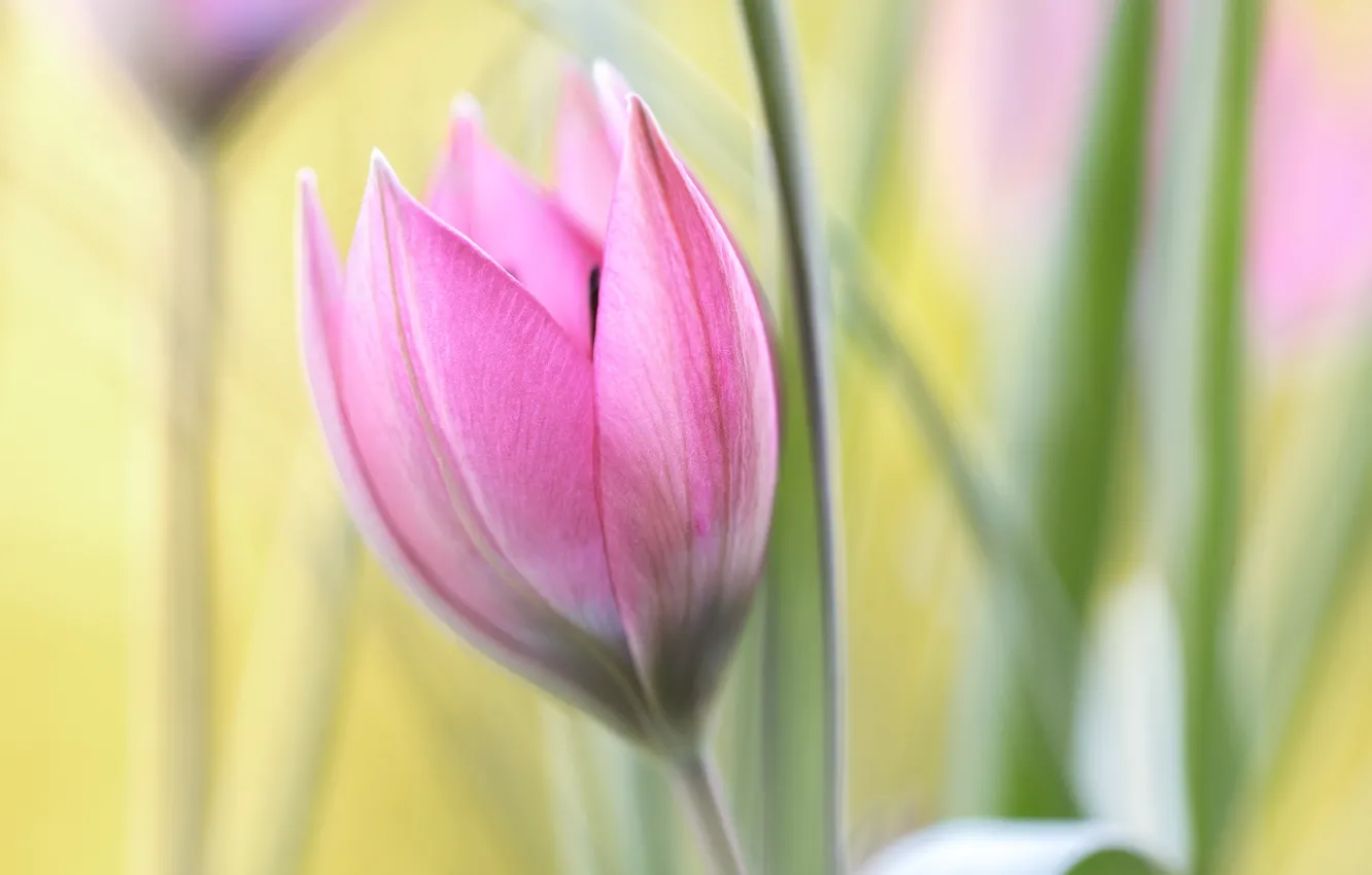 Photo wallpaper flower, flowers, Tulip, spring