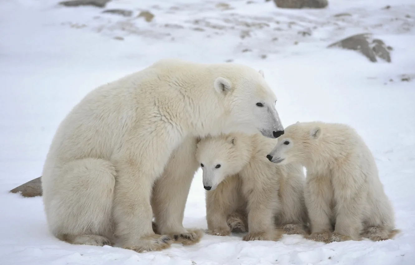 Photo wallpaper animals, cold, snow wildlife, polar-bears