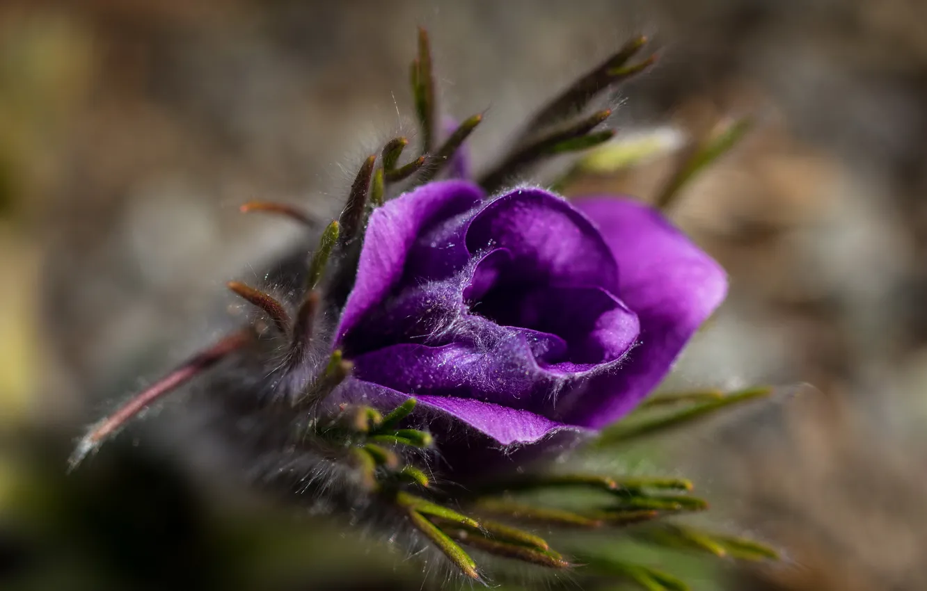 Photo wallpaper macro, flowers, nature, background