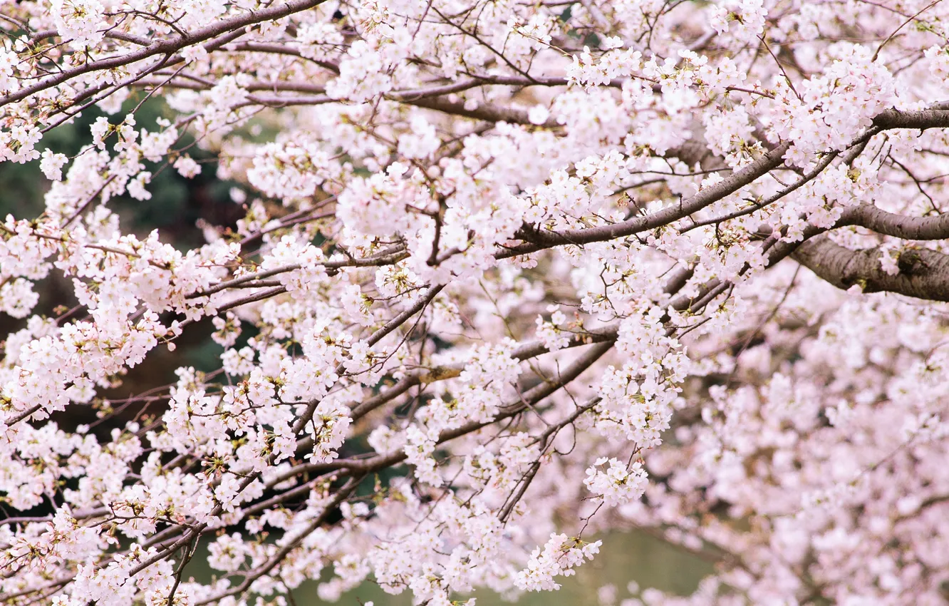 Photo wallpaper trees, flowers, nature, cherry, branch, spring, Sakura, flowering