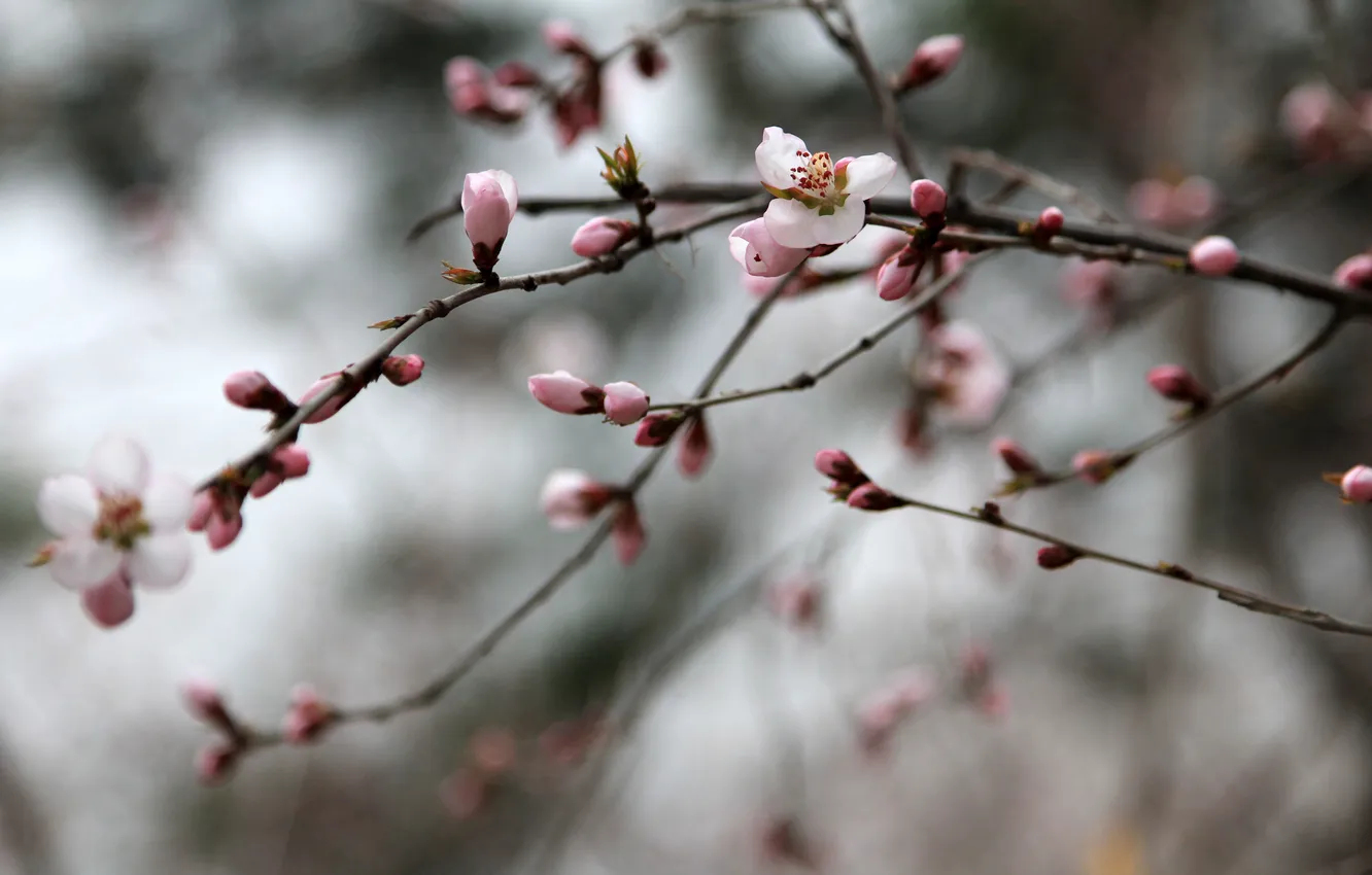 Photo wallpaper China, pink, flowers, plum flower