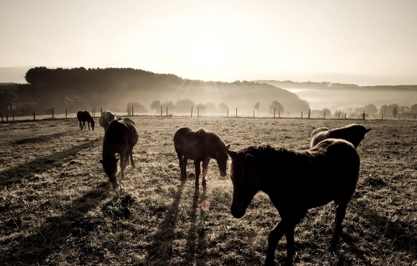 Photo wallpaper field, photo, background, Wallpaper, horse, pasture
