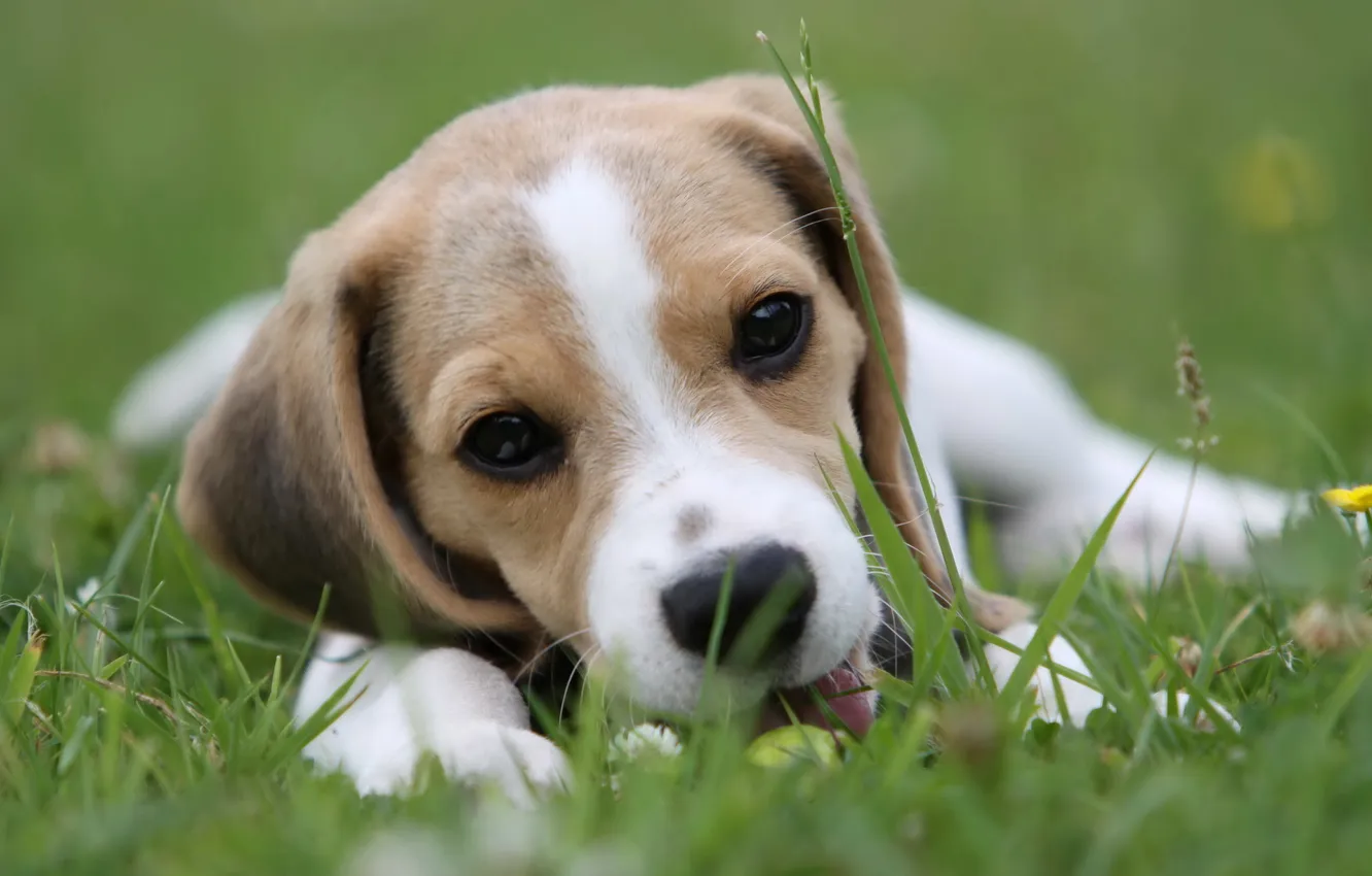 Photo wallpaper each, dog, Beagle