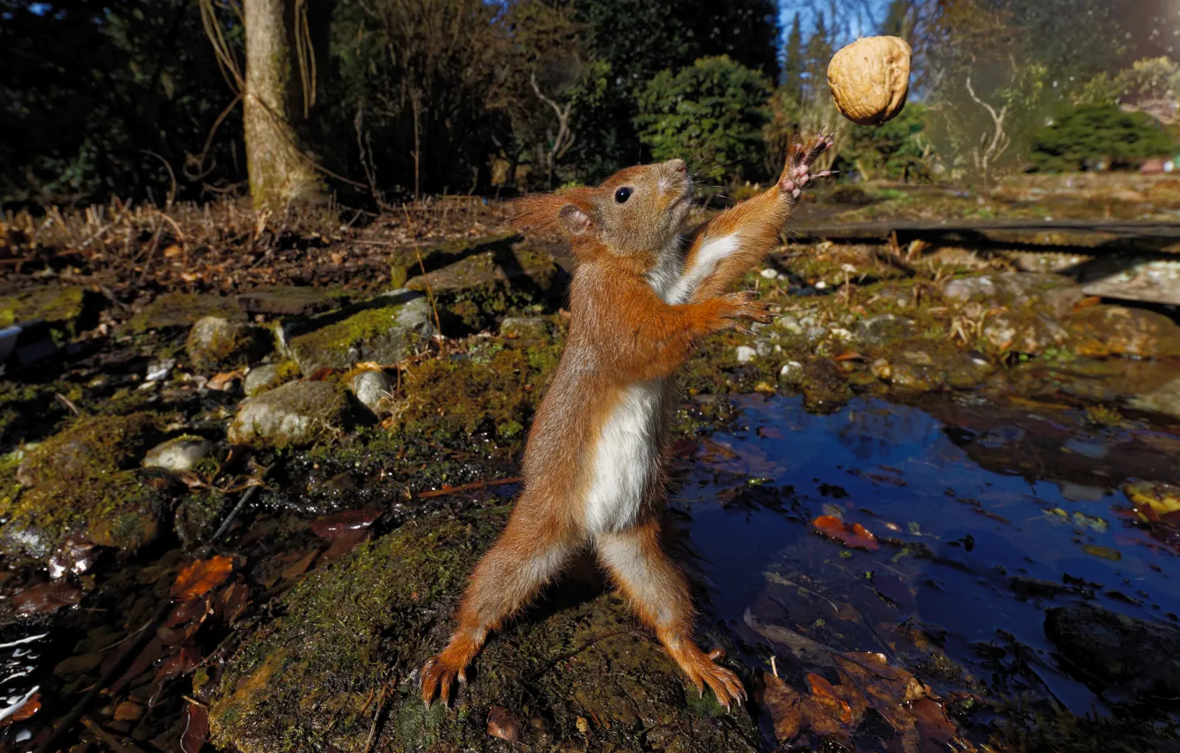 Photo wallpaper forest, look, pose, stones, shore, the game, legs, protein