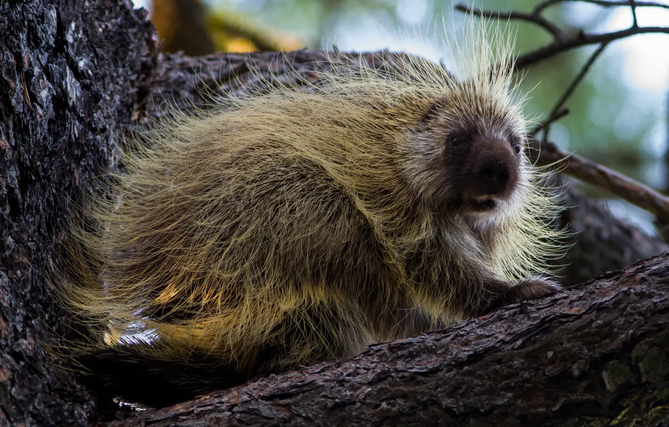 Photo wallpaper trees, baby, porcupine