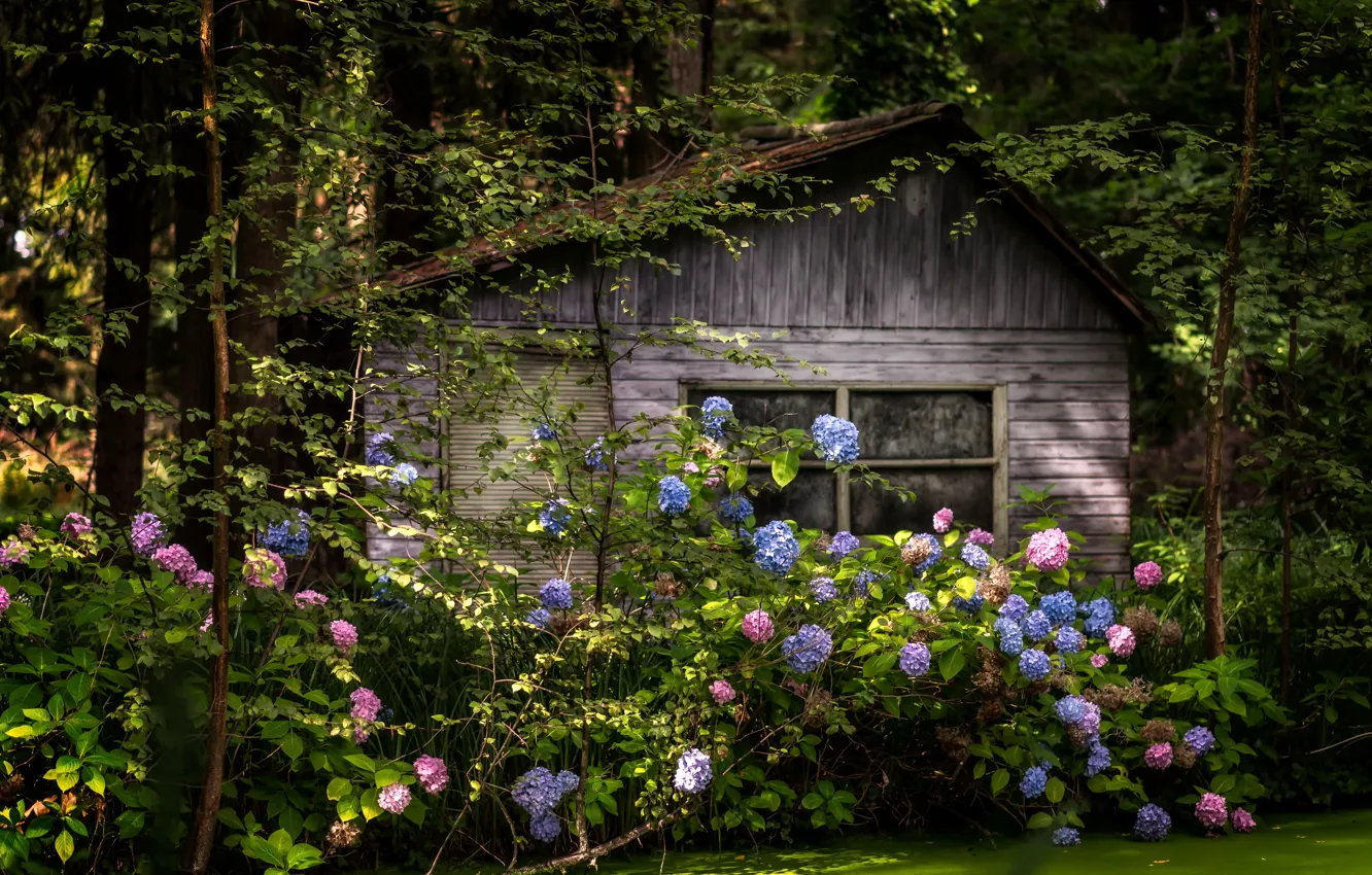 Photo wallpaper forest, flowers, house