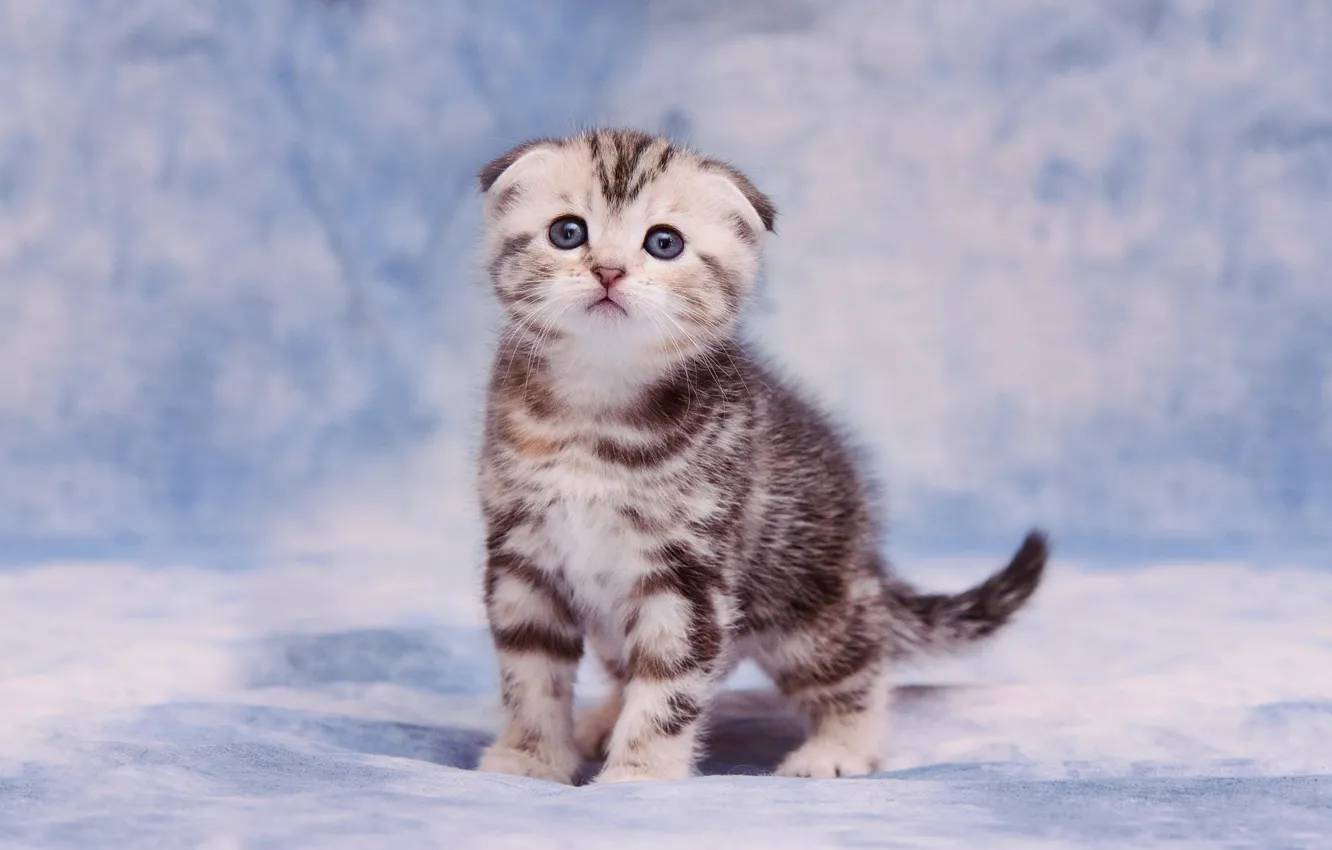 Photo wallpaper cat, look, grey, background, blue, small, fold, baby
