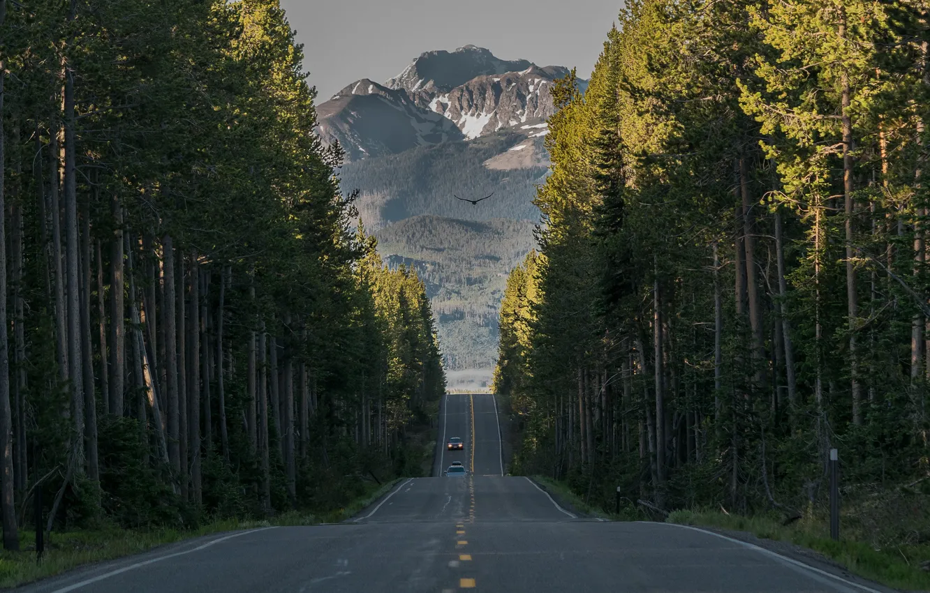 Photo wallpaper road, forest, trees, mountains, Wyoming, Wyoming, Yellowstone national Park, Yellowstone National Park