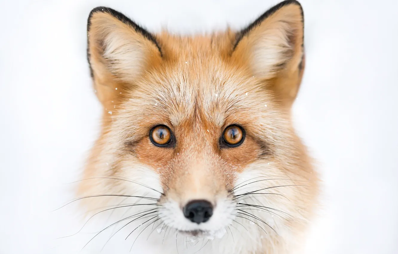 Photo wallpaper look, face, portrait, Fox, Fox