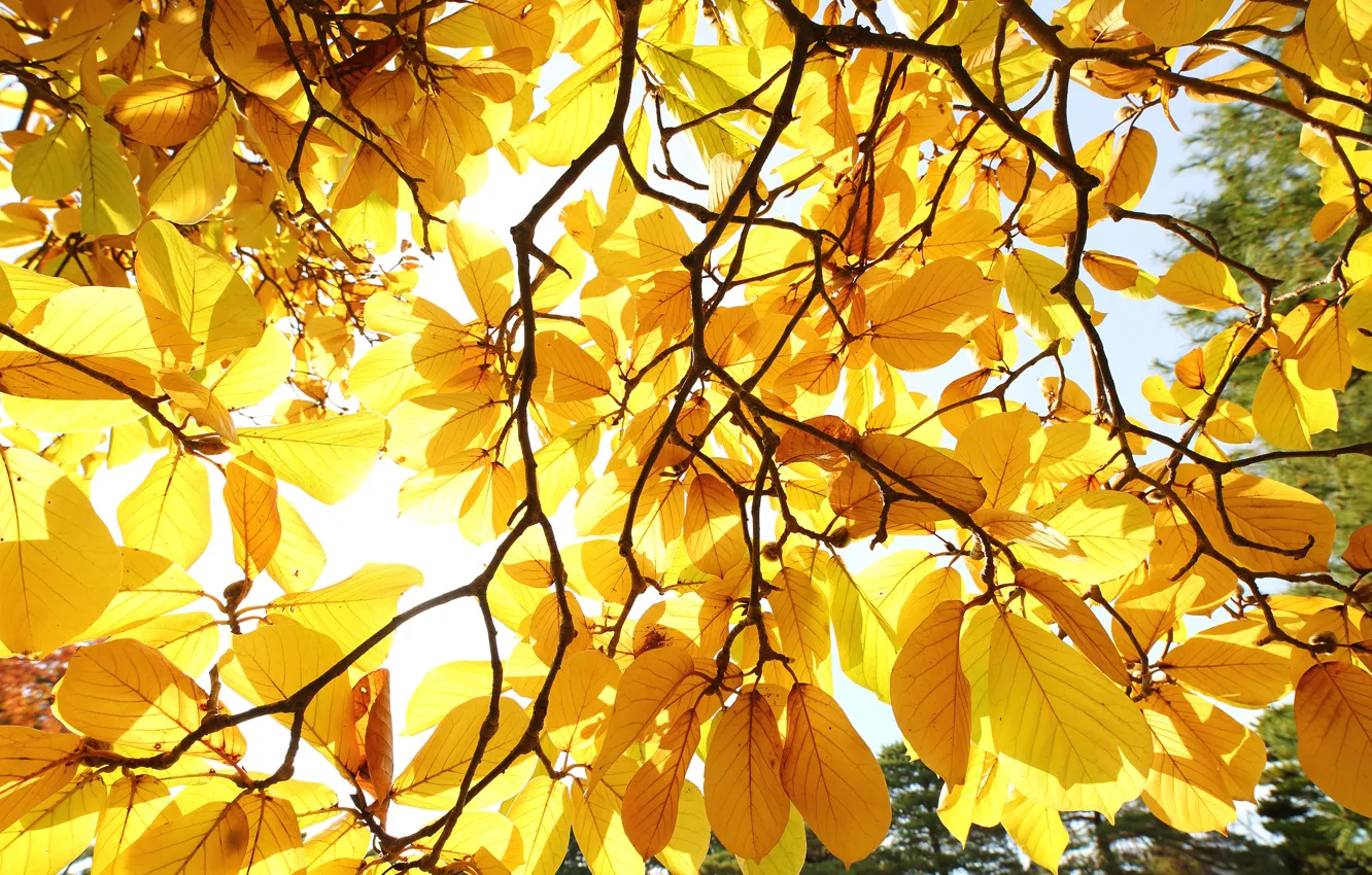 Photo wallpaper autumn, leaves, light, trees, branches, yellow, nature, mood