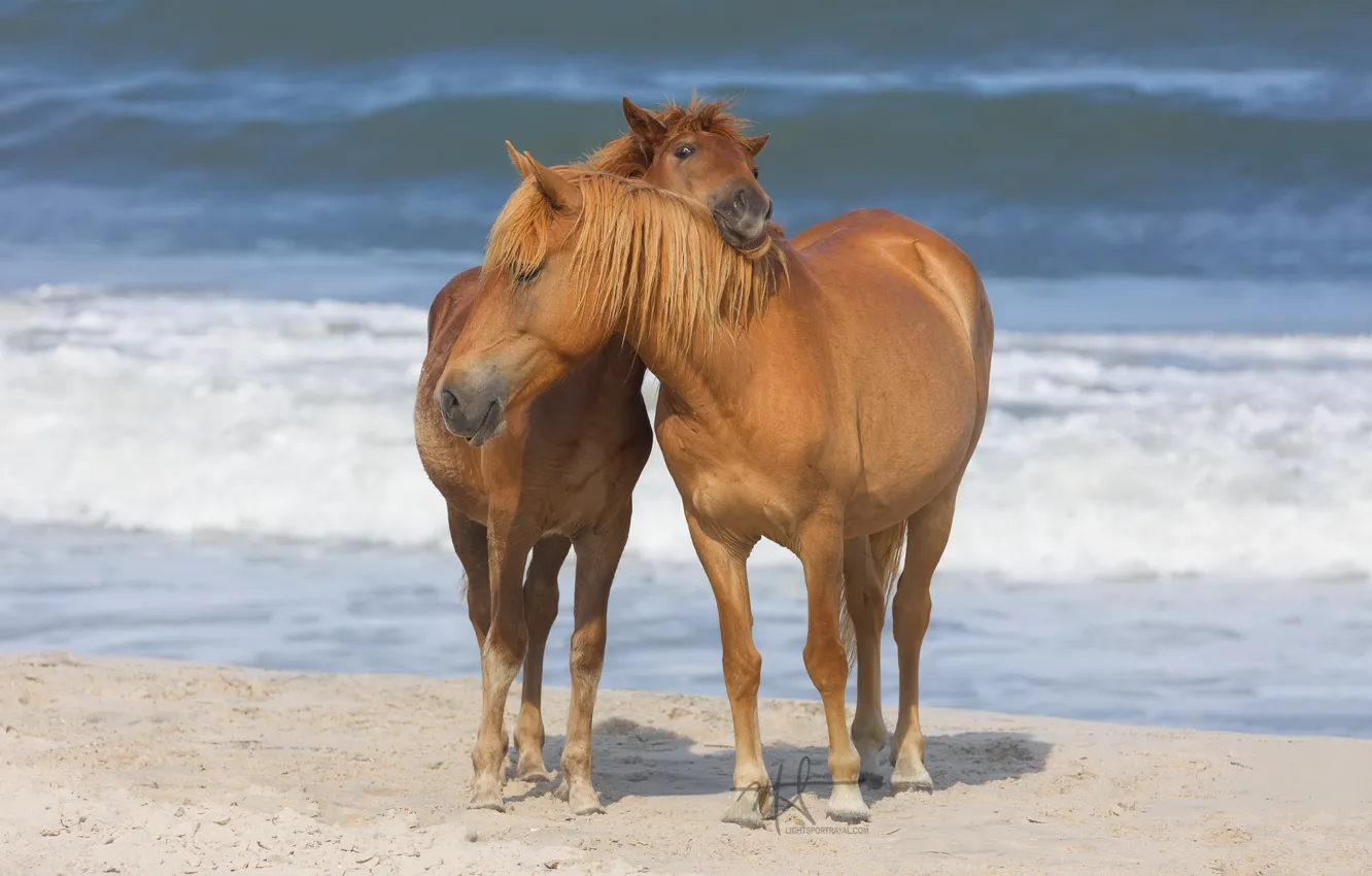 Photo wallpaper sea, coast, horse, mane, color