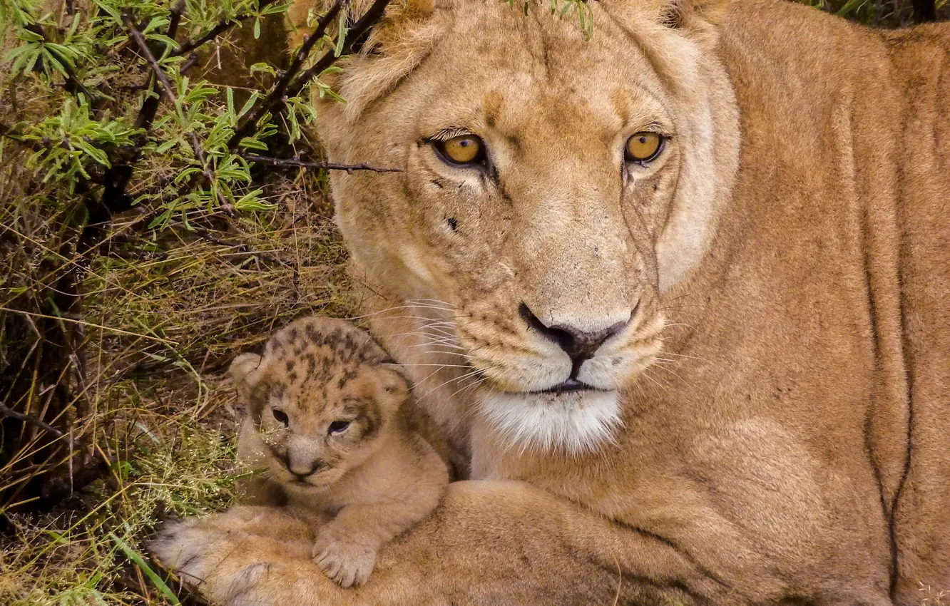 Photo wallpaper baby, cub, lions, lioness, lion