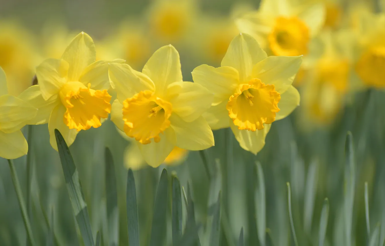 Photo wallpaper macro, spring, yellow, Daffodils