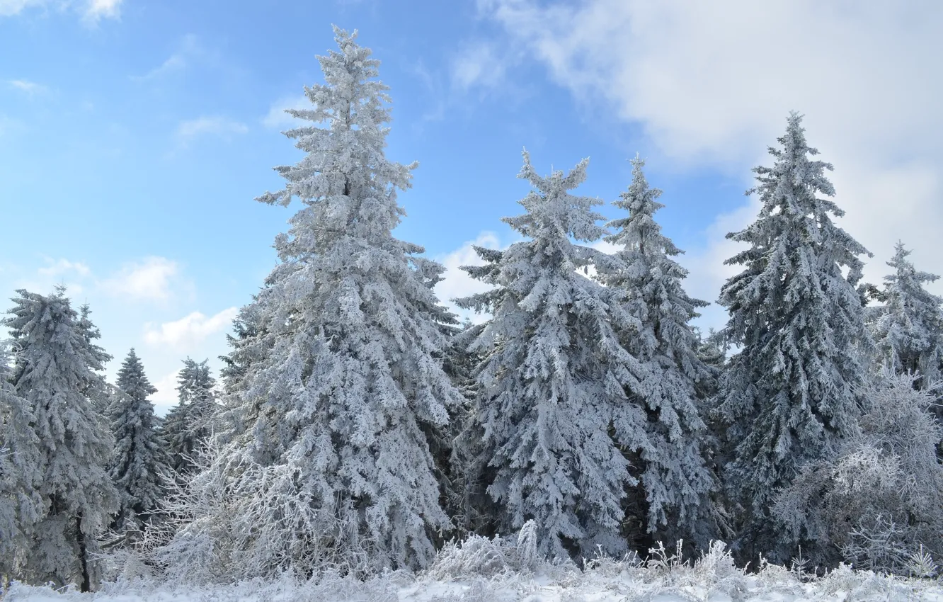 Photo wallpaper winter, snow, landscape, nature, ate, tree, Christmas trees
