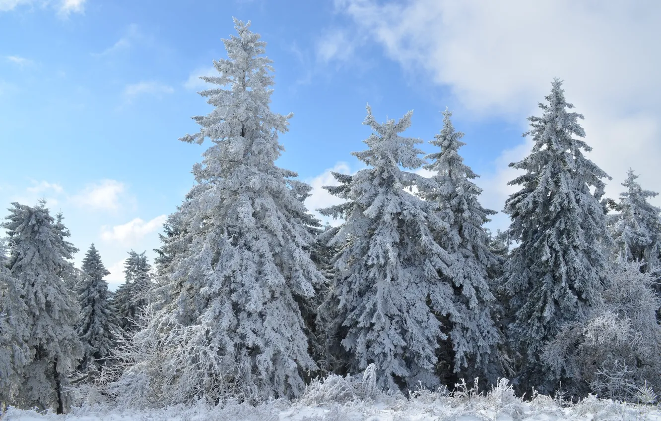 Photo wallpaper winter, snow, landscape, nature, tree, ate, herringbone