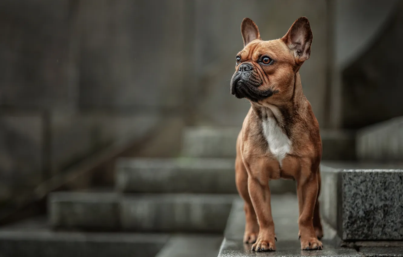 Photo wallpaper pose, puppy, on the stairs