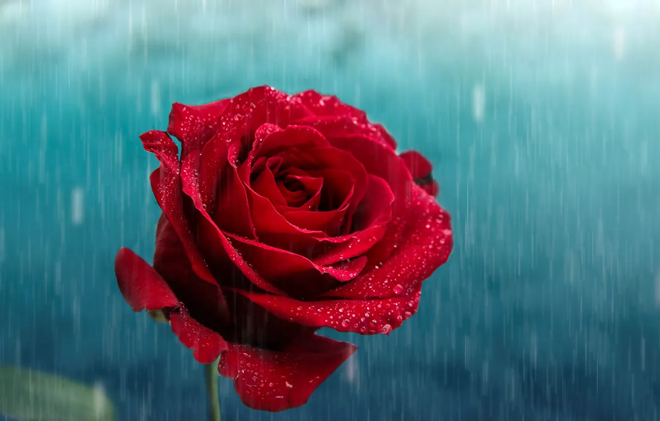 Photo wallpaper drops, flowers, red, rain, roses, petals, buds
