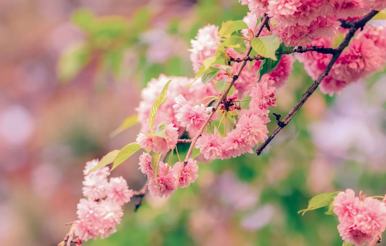 Photo wallpaper branch, spring, Sakura, flowering