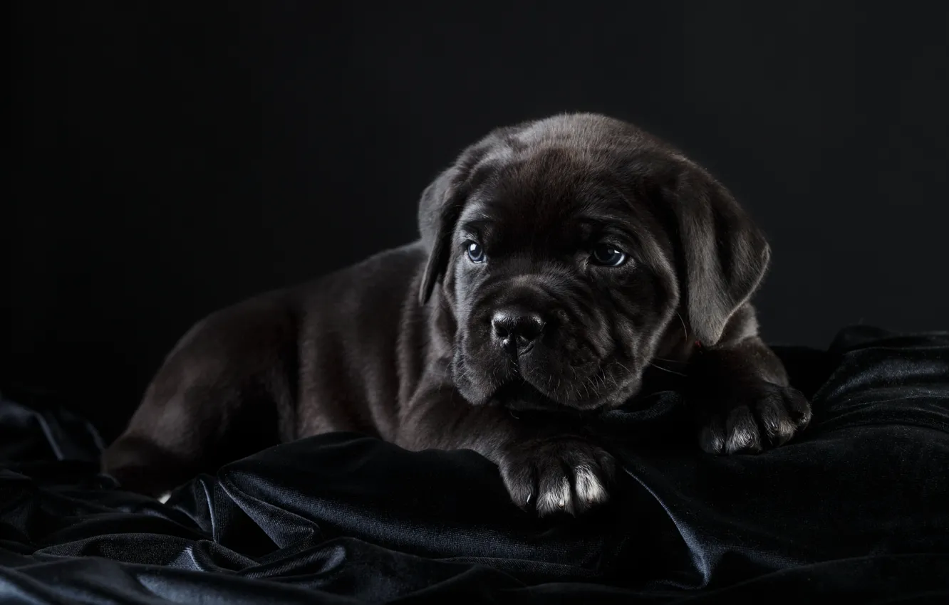 Photo wallpaper black, puppy, cane Corso