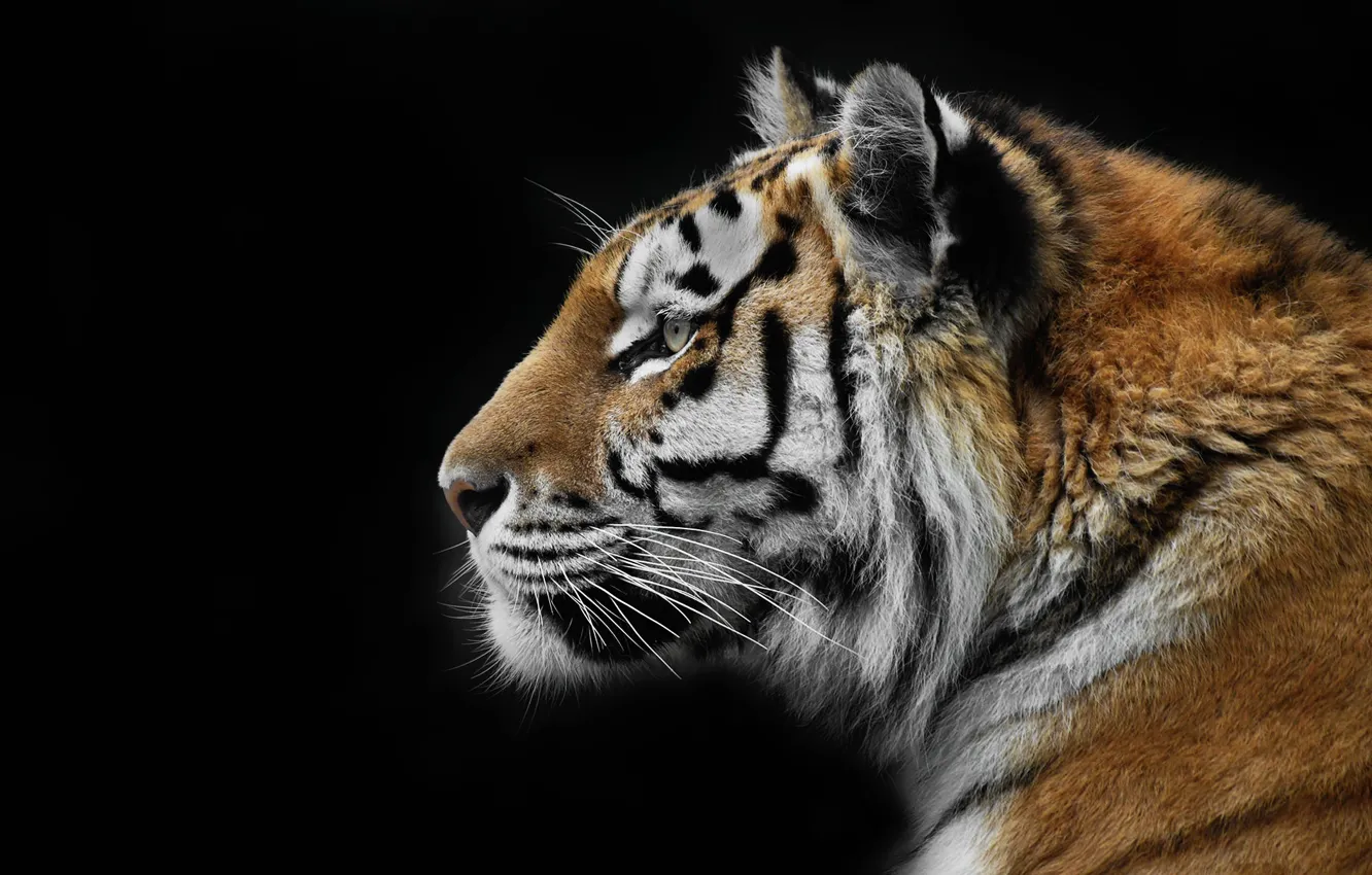 Photo wallpaper nature, tiger, background, beast