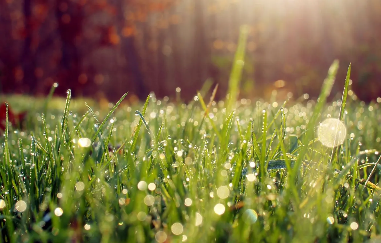 Photo wallpaper grass, the sun, Rosa, glare