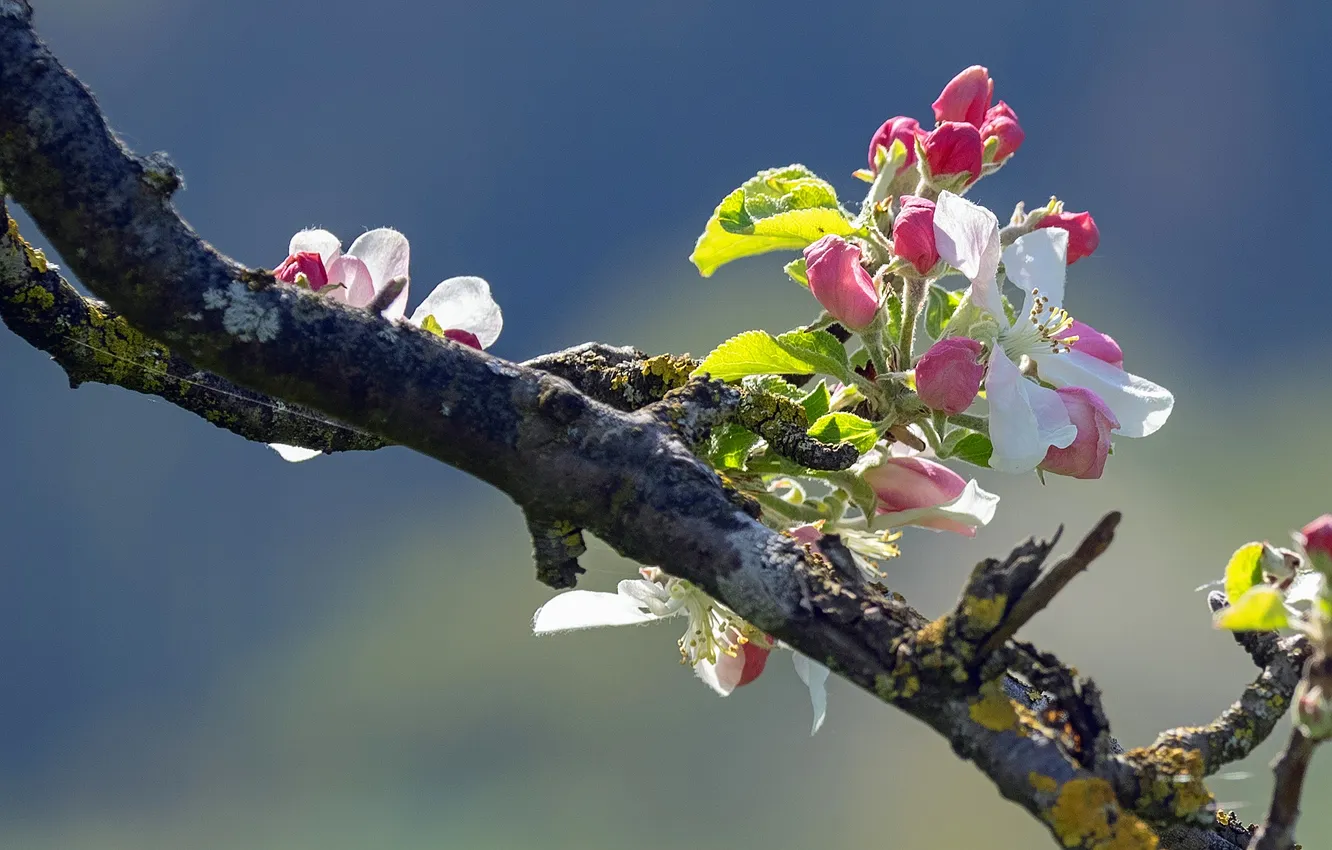 Photo wallpaper branches, Apple, buds, weight