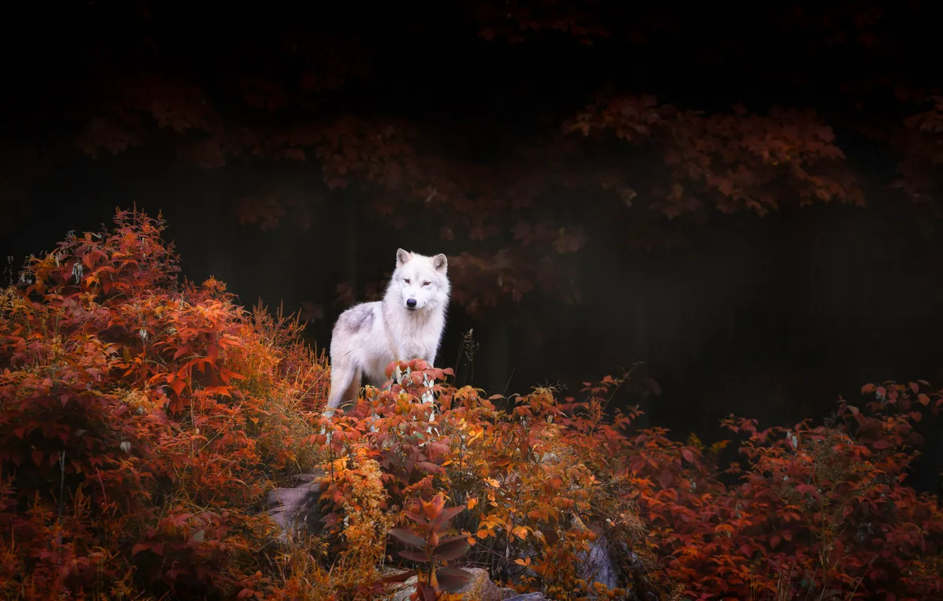 Photo wallpaper autumn, forest, trees, nature, foliage, predator, Wolf, the bushes
