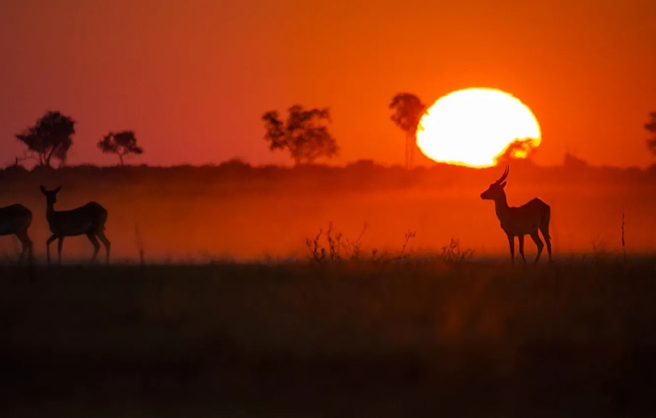 Photo wallpaper animals, the sun, sunset