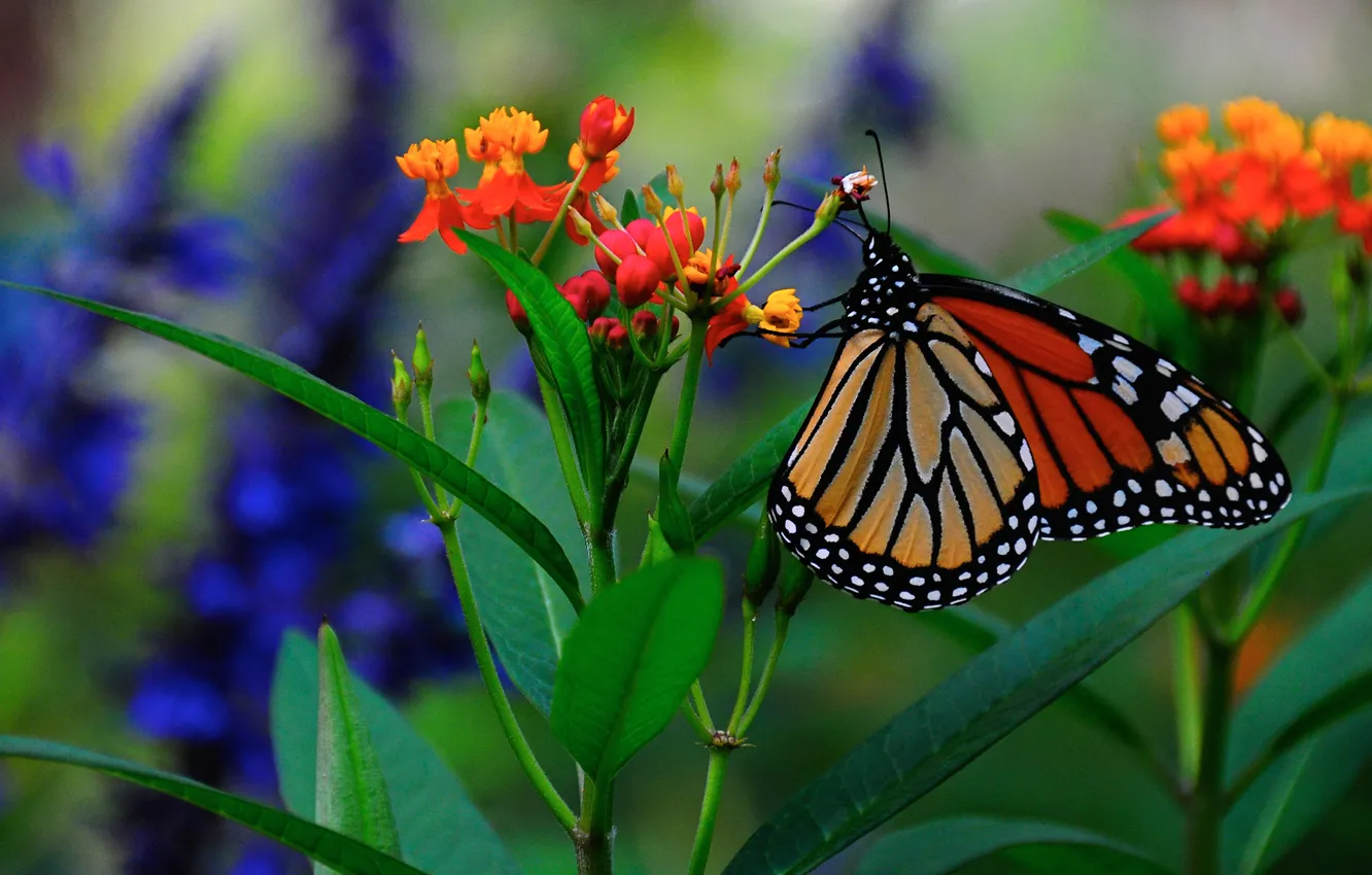 Photo wallpaper leaves, flowers, butterfly, plant, moth