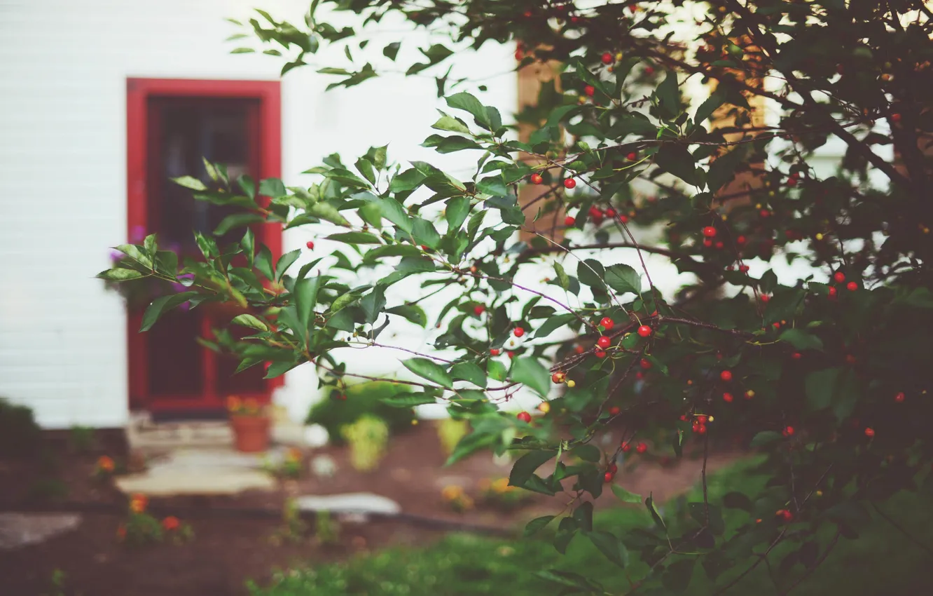 Photo wallpaper branches, red, berries, the door, the bushes