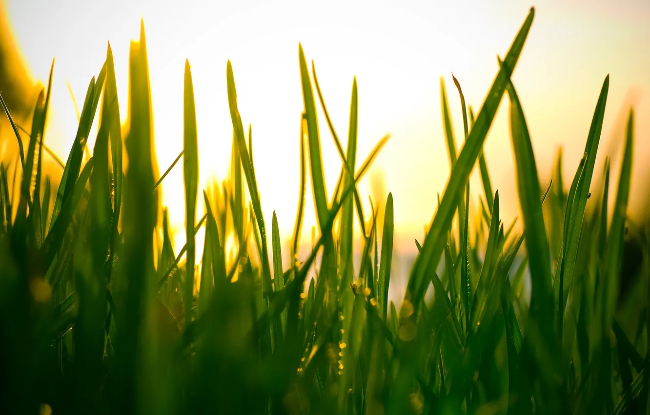 Photo wallpaper the sky, grass, macro, light, nature, photo, Wallpaper for desktop
