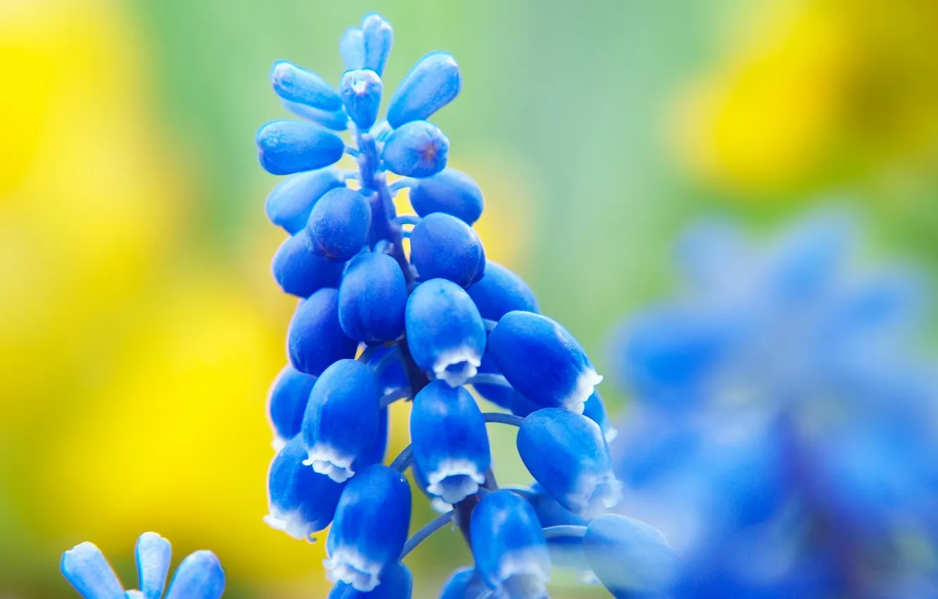 Photo wallpaper flowers, blue, nature, spring, Muscari