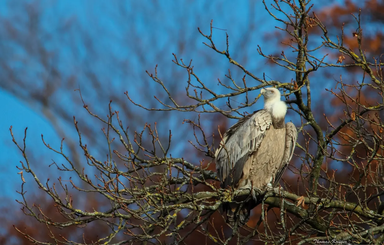 Photo wallpaper trees, branches, bird, Grif