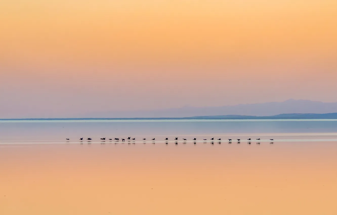 Photo wallpaper sunset, mountains, lake, reflection, bird, duck, mirror