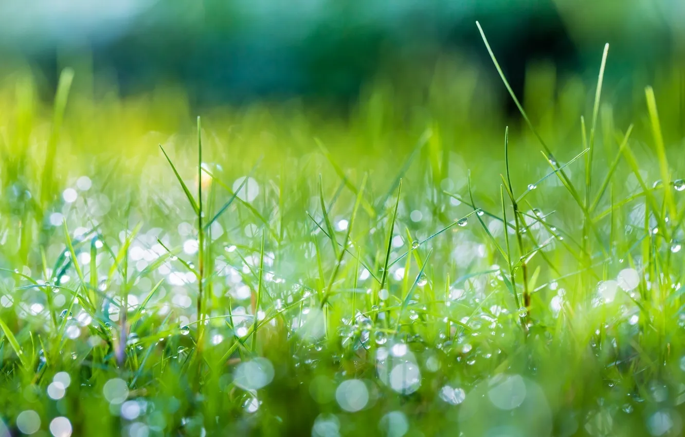 Photo wallpaper summer, grass, drops, macro, green, Rosa, Shine