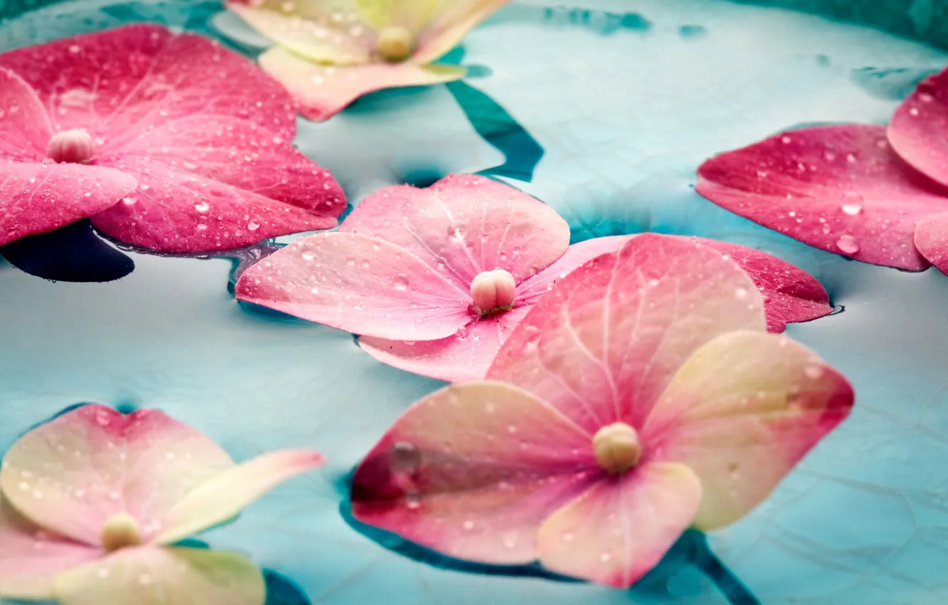 Photo wallpaper water, drops, flowers, hydrangea
