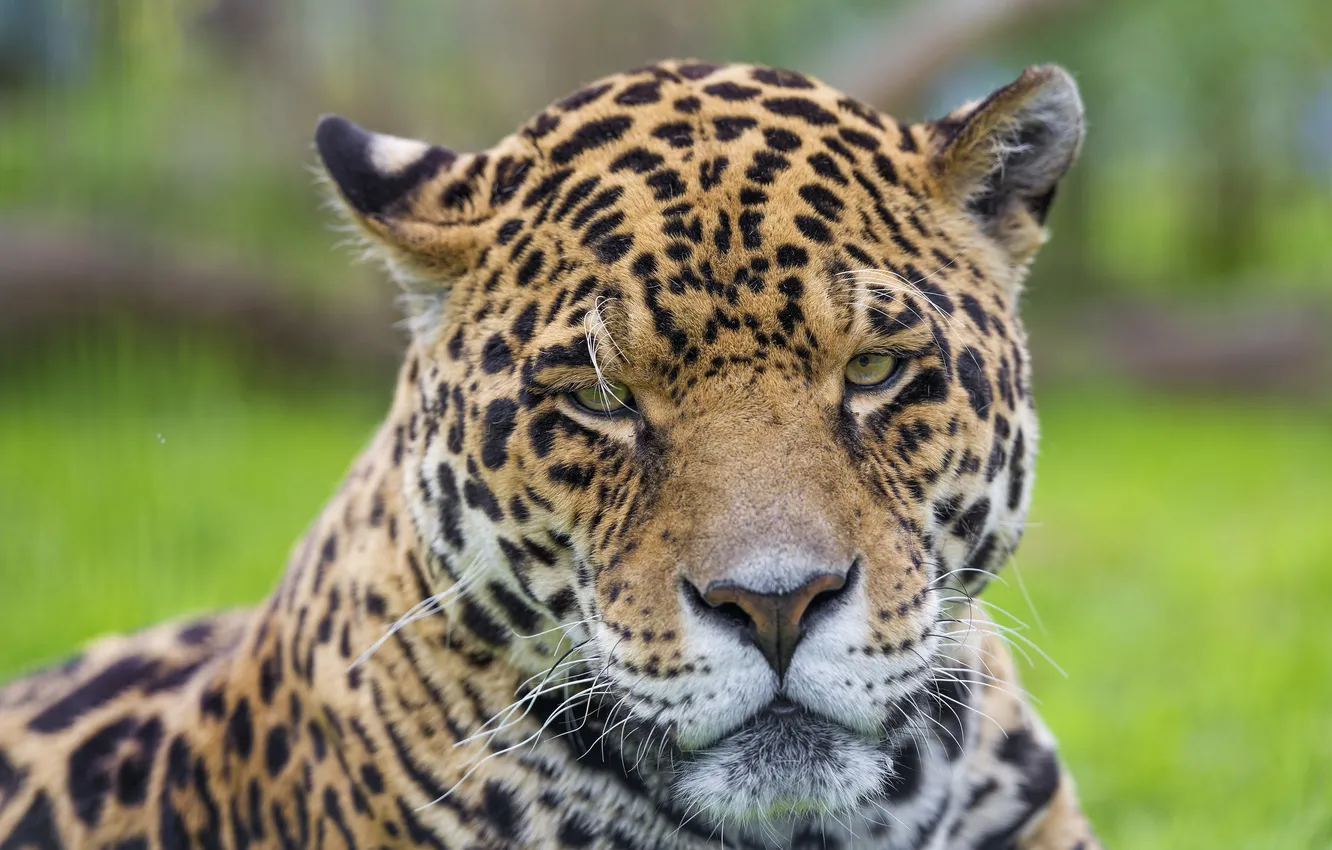 Photo wallpaper cat, face, portrait, Jaguar, ©Tambako The Jaguar