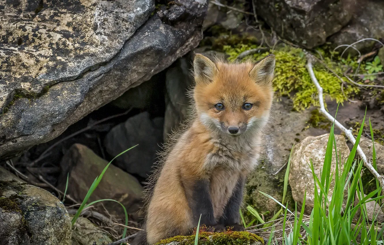 Photo wallpaper nature, background, Fox