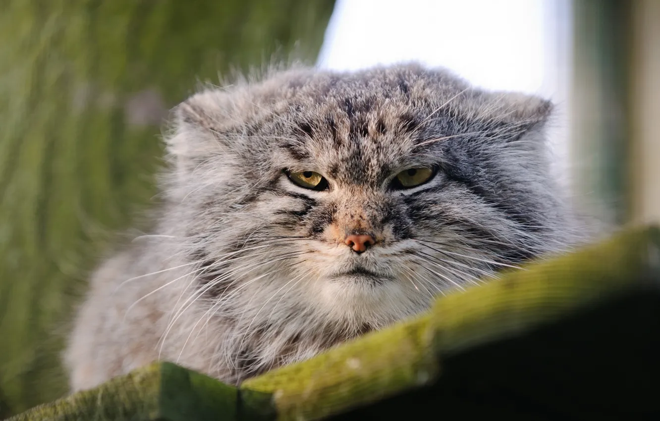 Photo wallpaper face, wild cat, manul, the Pallas cat