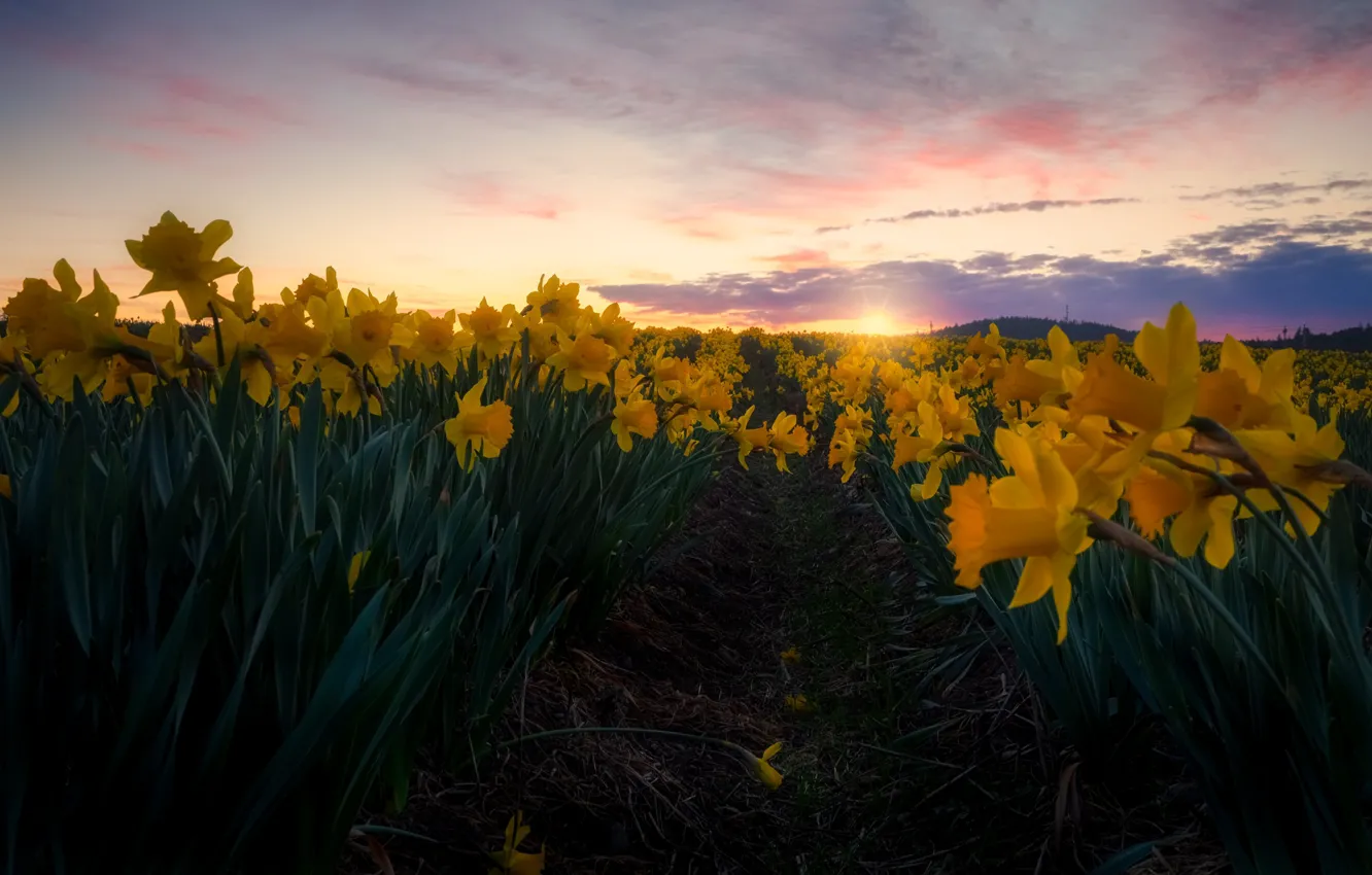 Photo wallpaper field, the sky, sunset, yellow, daffodils, plantation